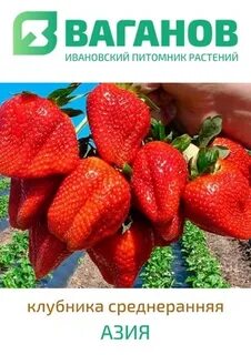 Питомник иваново каталог товаров
