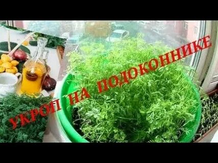 Как быстро взойдет укроп