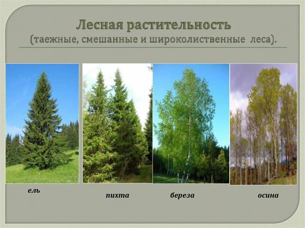 Характерные элементы смешанных лесов. Растительный мир лесной зоны. растительность смешанных лесов.