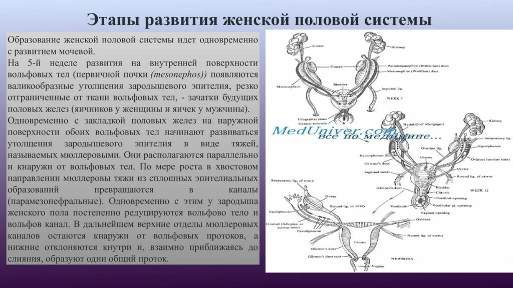 Женские половые органы снаружи. Строение половых органов у девочек. Этапы развития женской половой системы. Строение половой системы женщины. Стадии развития половых органов.