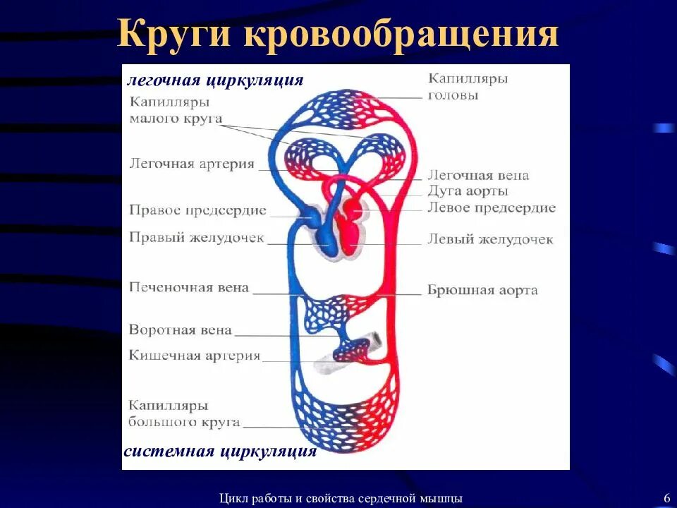 Уровни кровообращения. Малый и большой круг кровообращения человека анатомия. малый круг кровообращения кратко схема. малый и большой круг кровообращения человека схема. малый и большой круг кровообращения человека 8 класс.