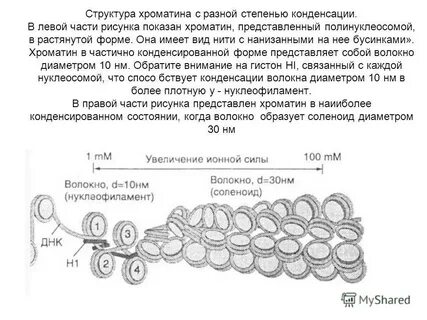 Конденсация хроматина