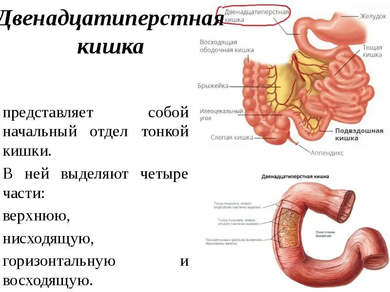 Желудочно-кишечный тракт - online presentation