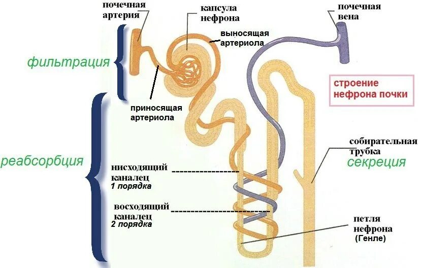 Функция капсулы нефрона почки. Мочевыделительная система человека строение нефрона. Функция клубочка нефрона. Выделительная система нефрон.