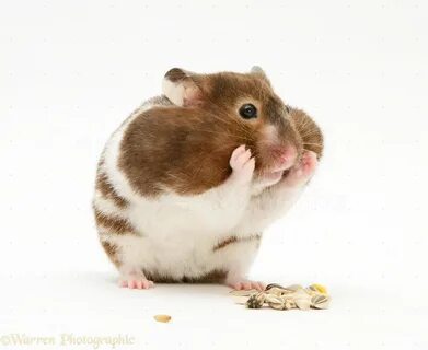 Hamster with cheek pouches stuffed full of food photo WP14941.