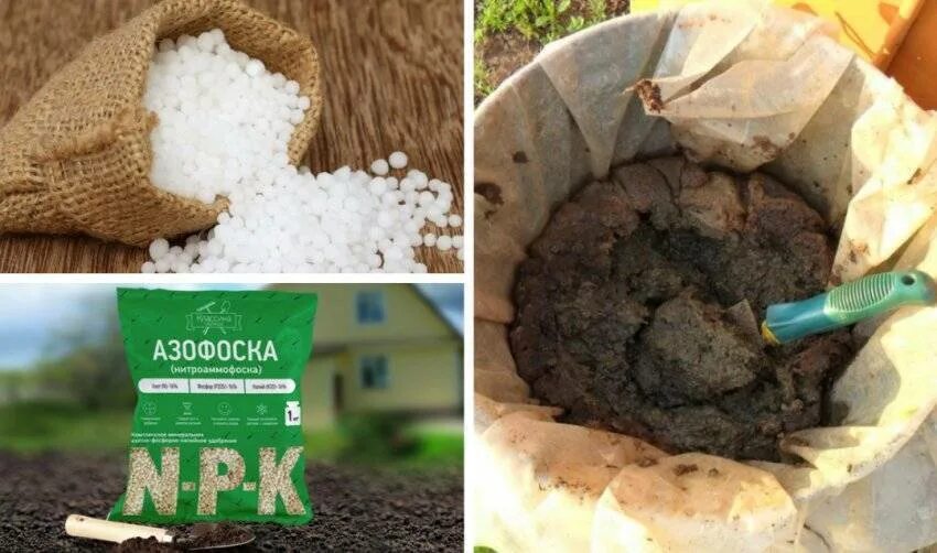 Подкормка гортензии ранней весной. Подкормка гортензии метельчатой. удобрение для гортензии весной. удобрение цветень для гортензии. удобрение для гортензии метельчатой.