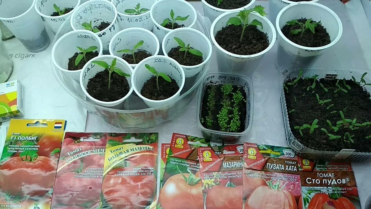 Проращивать семена томатов перед посадкой на рассаду. Семена для рассады. Посадка томатов на рассаду. Рассада помидор в стаканчиках. Обработка семян томатов перед посевом на рассаду.