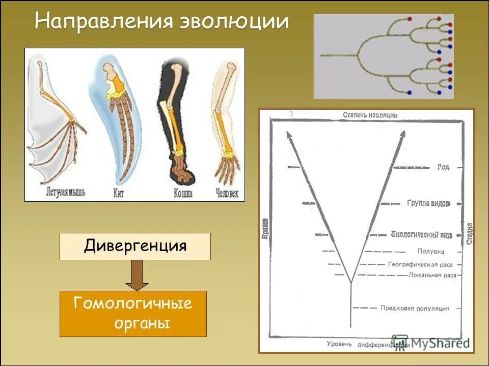 Дивергенция строение. Дивергенция и конвергенция примеры. Конечности млекопитающих. Гомологичные органы дивергенции. Дивергенция в эволюции примеры.