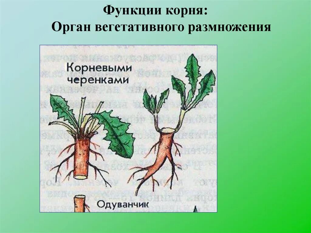 Размножение корневыми черенками. Размножение одуванчика корневыми черенками. Вегетативное корневыми черенками. Функции корня. Как размножается одуванчик