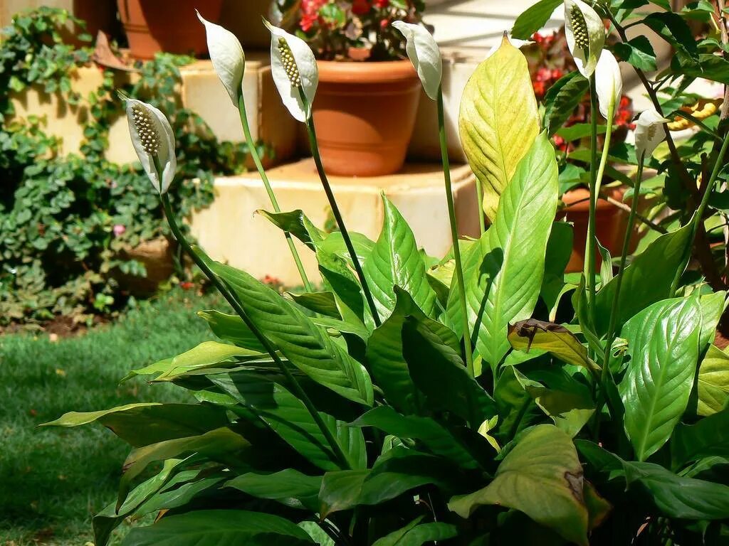 Спатифиллум фото. Спатифиллум Канна. Спатифиллум wallisii. Spathiphyllum wallisii цветок. Спатифиллум Блэк Бьюти.