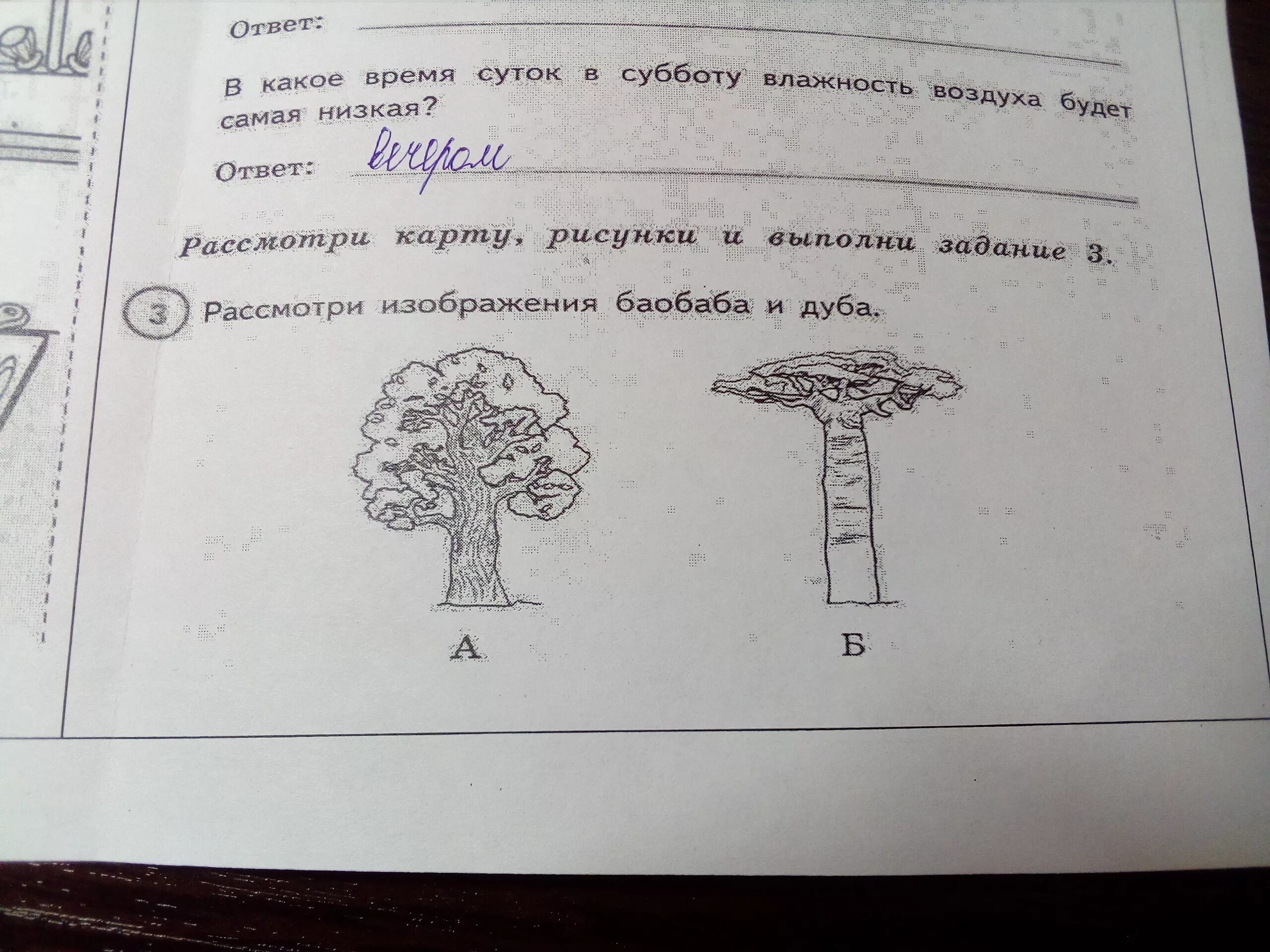 Рассмотри изображение баобаба и дуба ВПР. ВПР рассмотри изображения баобаба и дуба ответы. Запиши названия растений в соответствующие строки. Дуб и баобаб материки для которых характерны эти растения. Рассмотрите дерево поближе и вы заметите