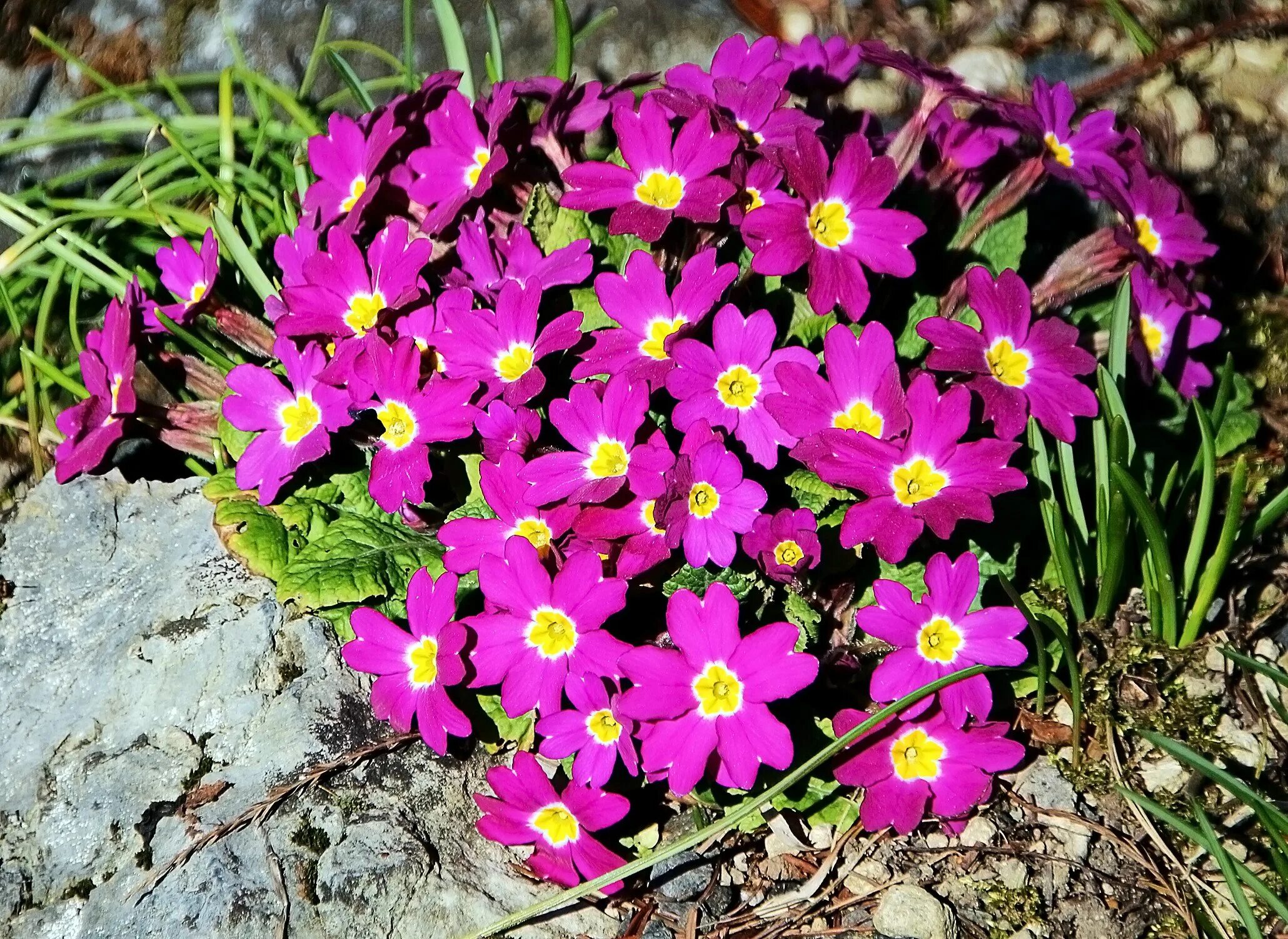 Примулы Oreophlomis. Примула Альпийская. Примула Воронова. Горная Дикая примула.