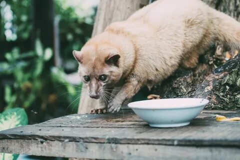 Остров на екзотика и духовност 