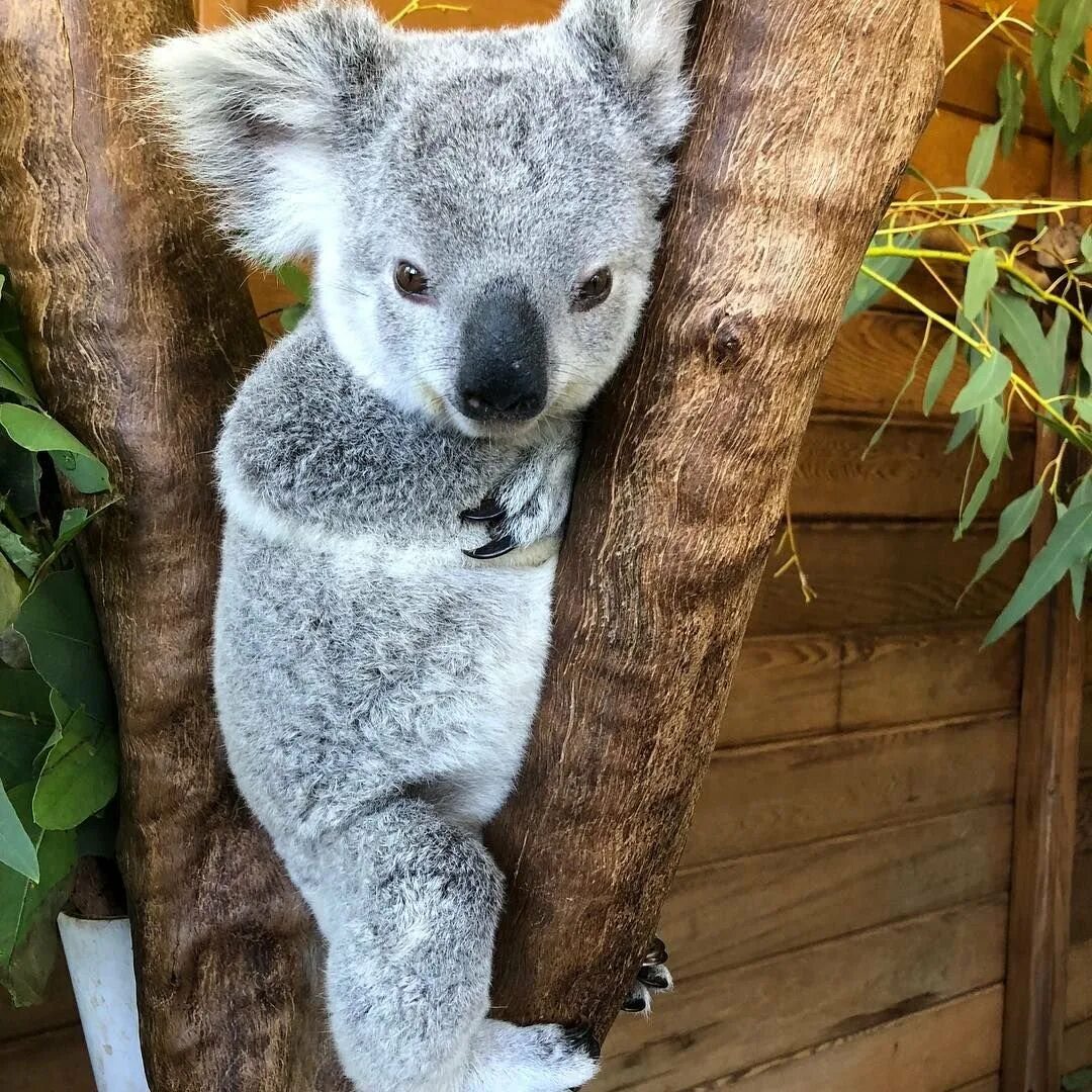 Милая коала. Коала. Морская коала. Медвежонок коала. Бурая коала.