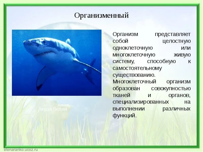 Назовите уровни организации многоклеточного организма. Организменный уровень жизни. Организменный уровень организма. Система органов организменных. Организм представляет собой одноклеточную или.