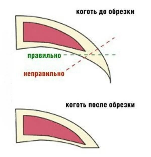 Как стричь когти кролику. Как правильно стричь когти кролику декоративному кролику. как правильно обрезать когти кролику. как обрезать когти кролику декоративному. как правильно обрезать когти кошке.