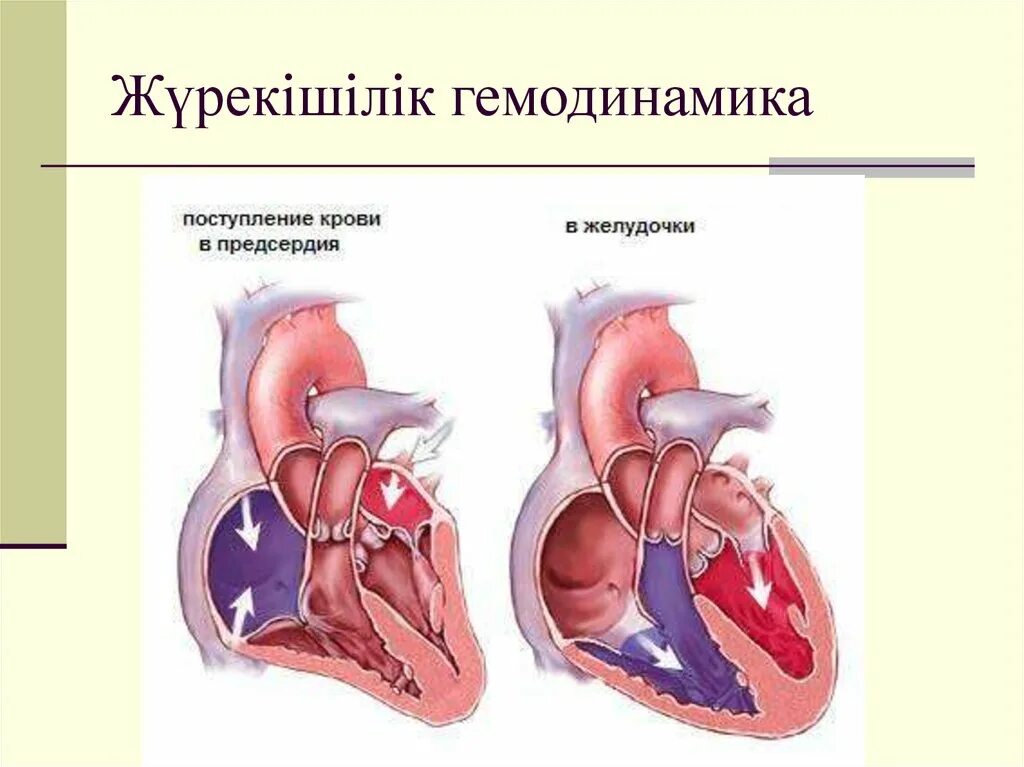 Кровь движется из предсердий в желудочки. Сердечно сосудистая система. ССС анатомия. Принцип работы клапанов сердца. Принцип работы сердца.