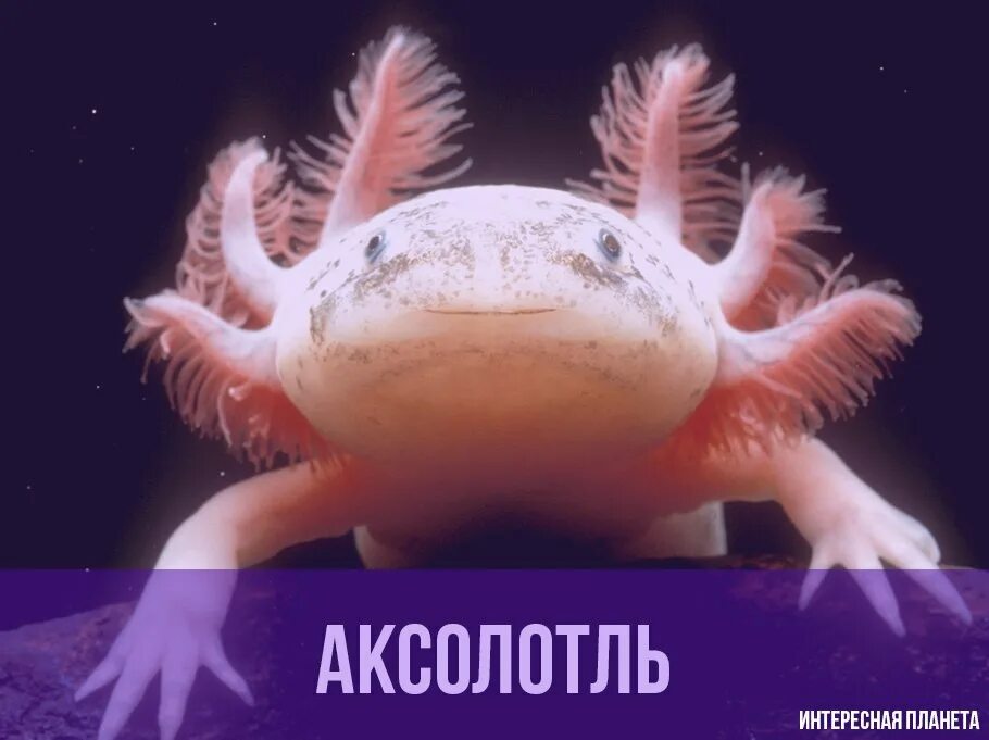 Аксолотль. Аксолотль Геншин. GFP аксолотль. Водный дракон аксолотль.