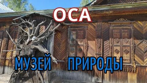 Оса осинский