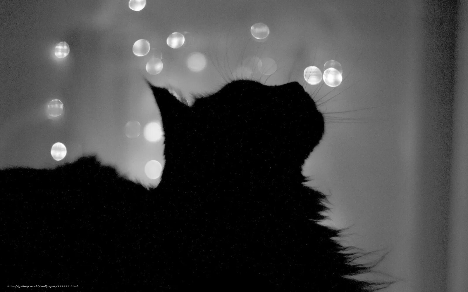 Кошка ночью. Черный кот на подоконнике. Черный кот ночью. Черная кошка на окне. Песня кошка ночь