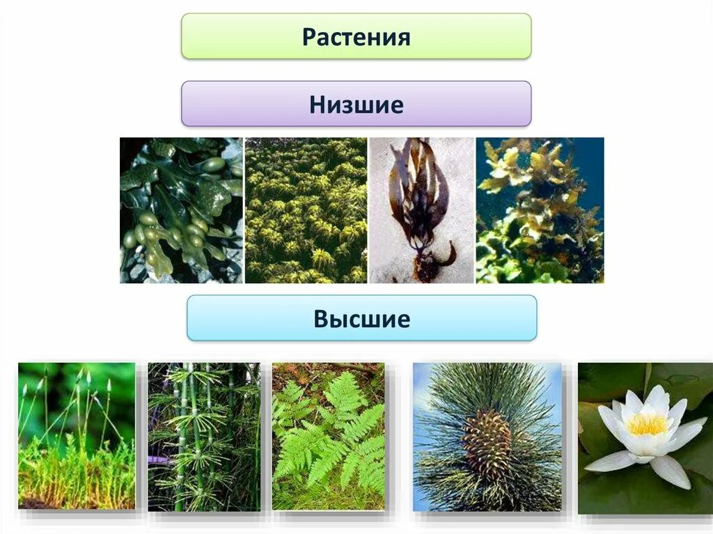 Разнообразие растений низшие и высшие. Высшие растения. Низшие растения. Низкие и высшие растения.