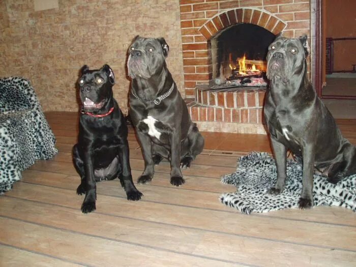 новорожденные кане корсо. кане корсо сколько щенков. кане корсо. щенок кане корсо 3 месяца. кане корсо сколько щенков.