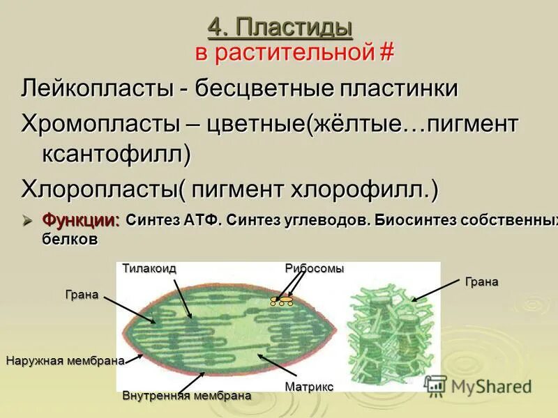 Хлоропласты хлорофилл лейкопласты. Лейкопласты и хромопласты. Синтез АТФ В хлоропластах. Лейкопласты структура и функции.