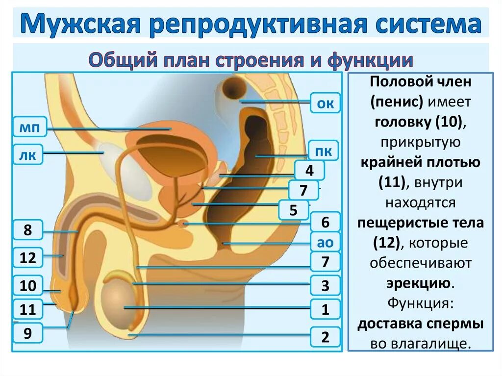 строение мужского полового органа анатомия. строение мужской репродуктивной системы анатомия. мужской орган структура. органы входящие в систему половая. мужской орган структура.