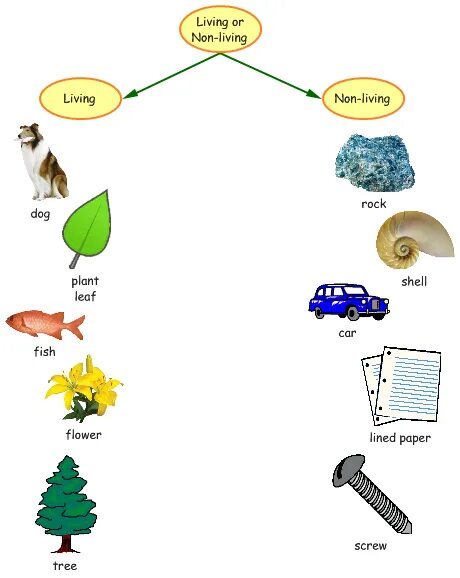 Living things and non Living things. Living non Living things for Kids. Living and non Living things sorting. Living things картинки.