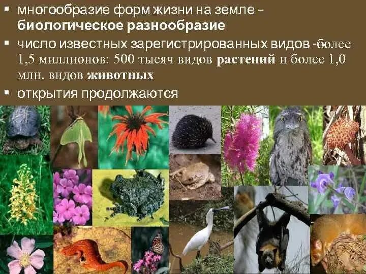 Разнообразие жизни на земле. Многообразие животных. Биологическое разнообразие земли. Многообразие видов животных.