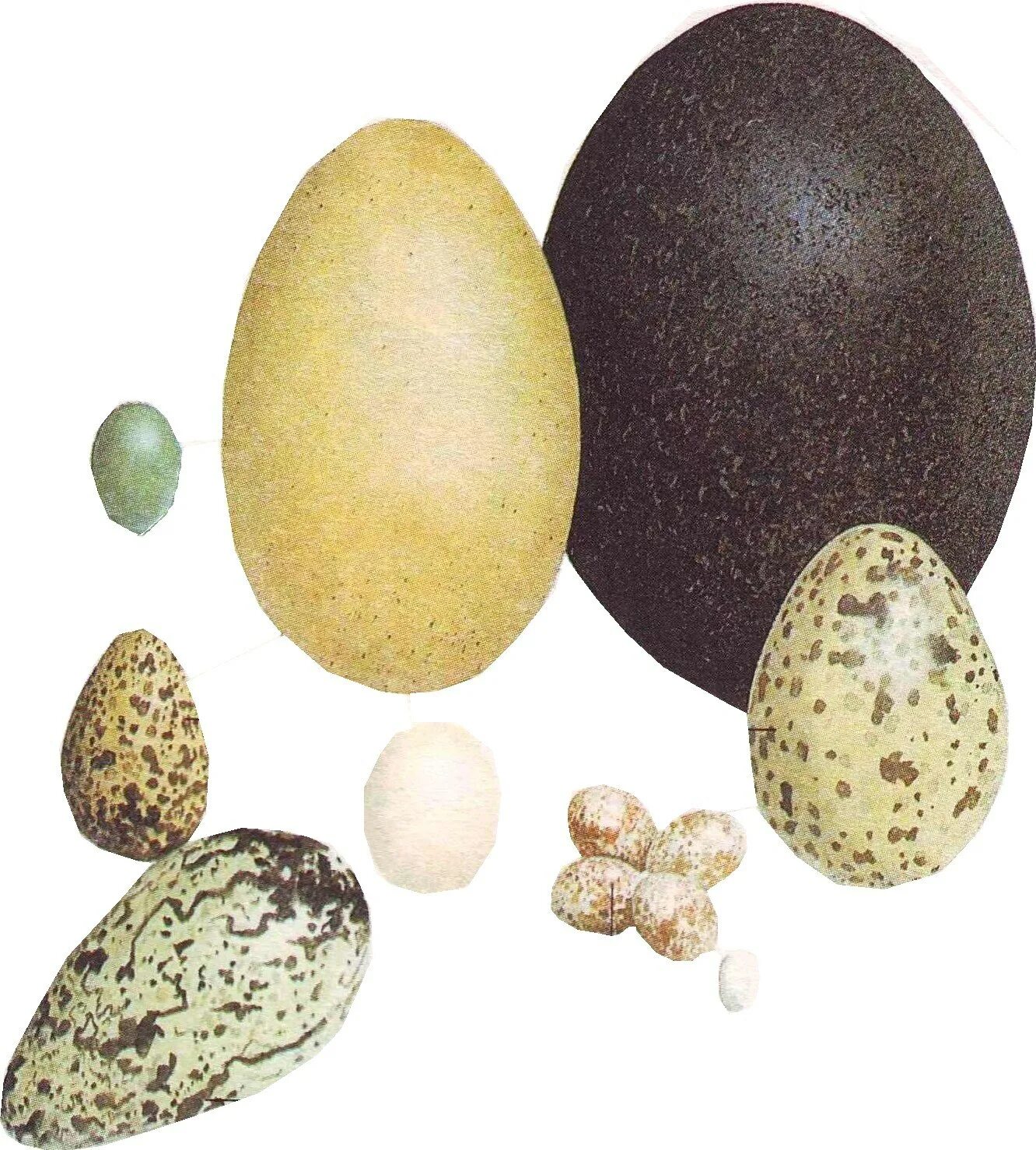 Особенности яйца птиц. Яйца птиц. Разноцветные птичьи яйца. Скорлупа яиц птиц. Яйцо Птичье скорлупа.