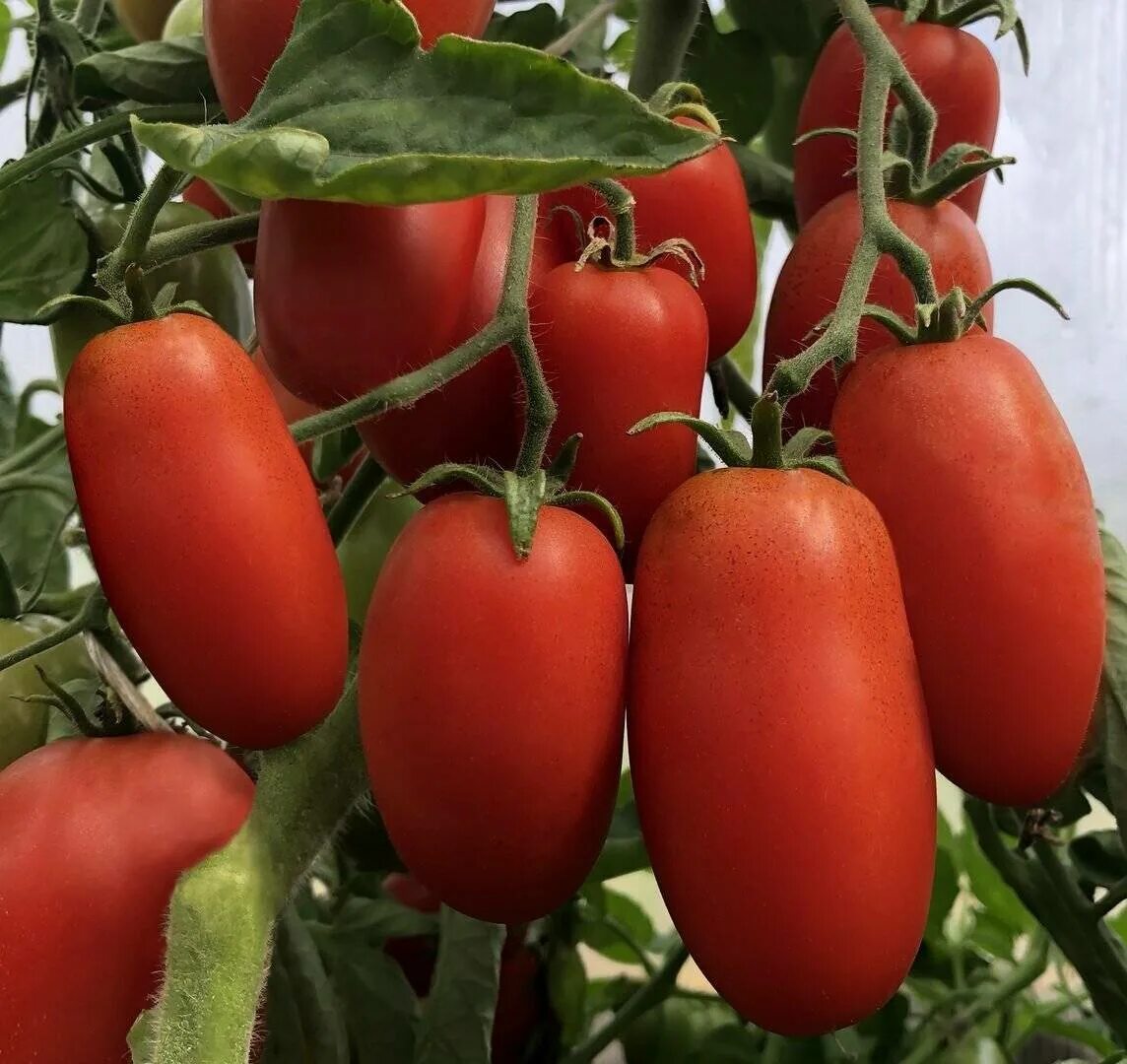Сорта семян томатов для теплицы. Томат галакси ф1. Томат тепличный крупноплодный. Сибирские низкорослые сорта томатов. Томат тепличный Урожайный.