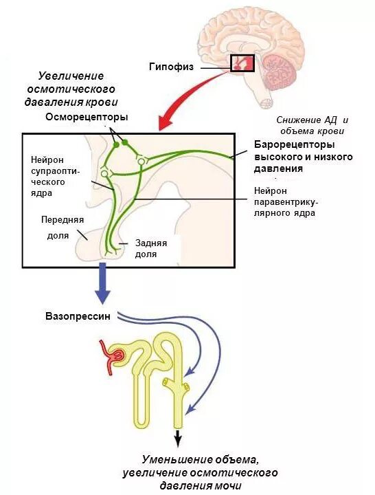 Гипофиза вазопрессин