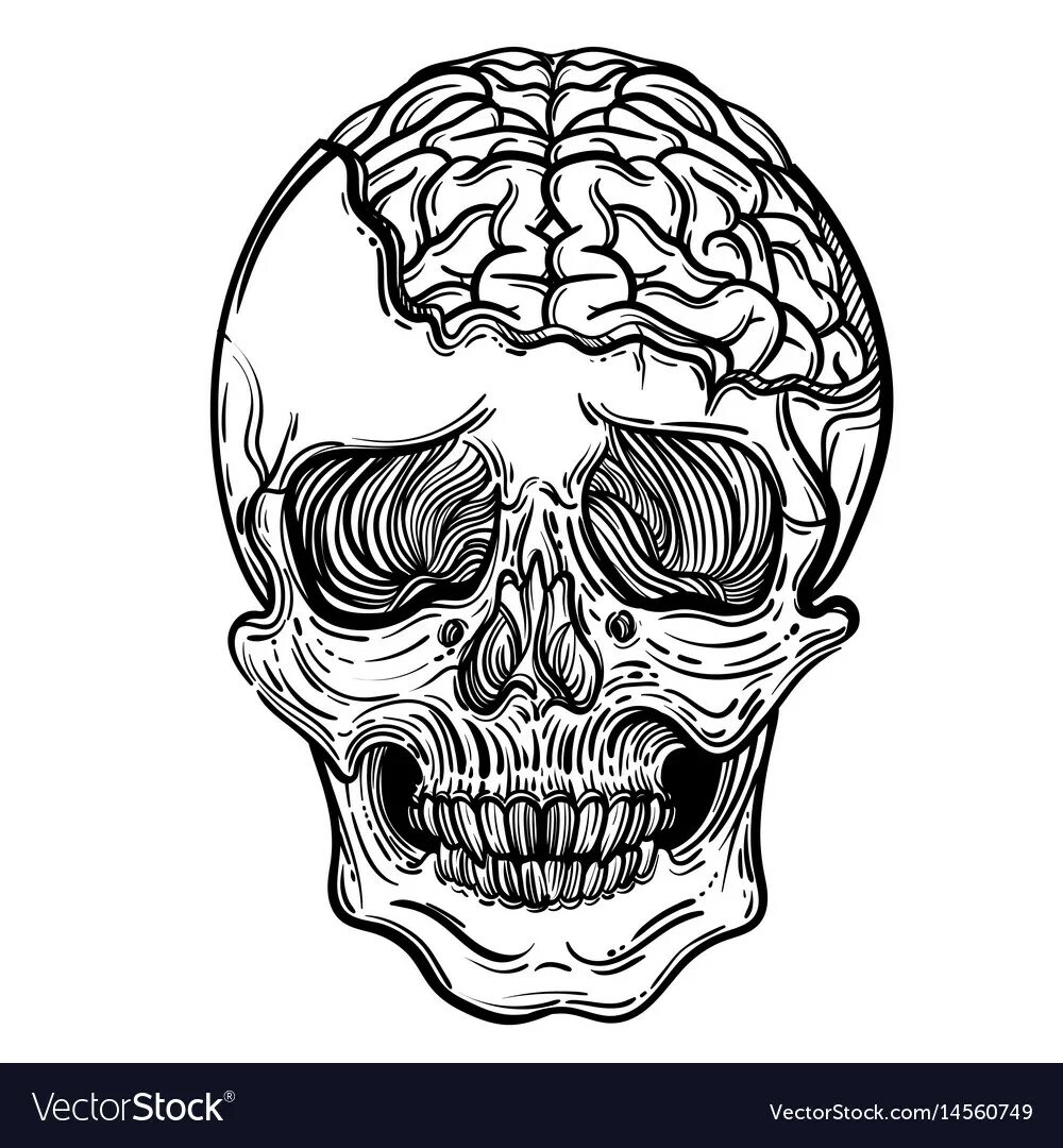 защита мозга. мозг защищен черепом.
