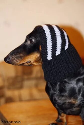 Связать шапку таксе спицами. Связать шапку таксе спицами. Связать шапку таксе спицами. Шапочка для таксы своими руками. Шапочка для таксы.