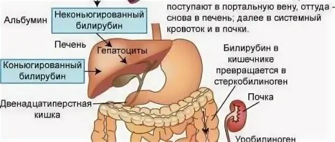 Билирубин общий повышен что это у женщин