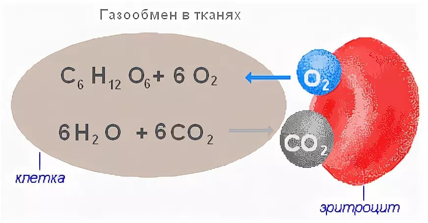 Углерод легче кислорода. Кислород в тканях. Углекислый ГАЗ. Кислород и углекислый ГАЗ. Обмен кислорода.