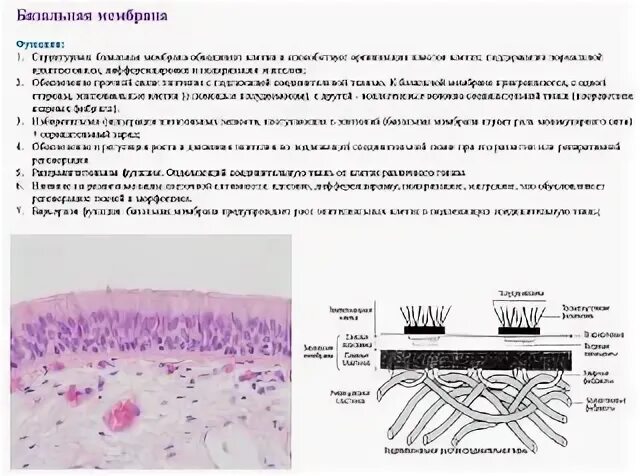 Репетитор по гистологии. Гистология почки норма. Репетитор по гистологии. Гистологический метод. Репетитор по гистологии.