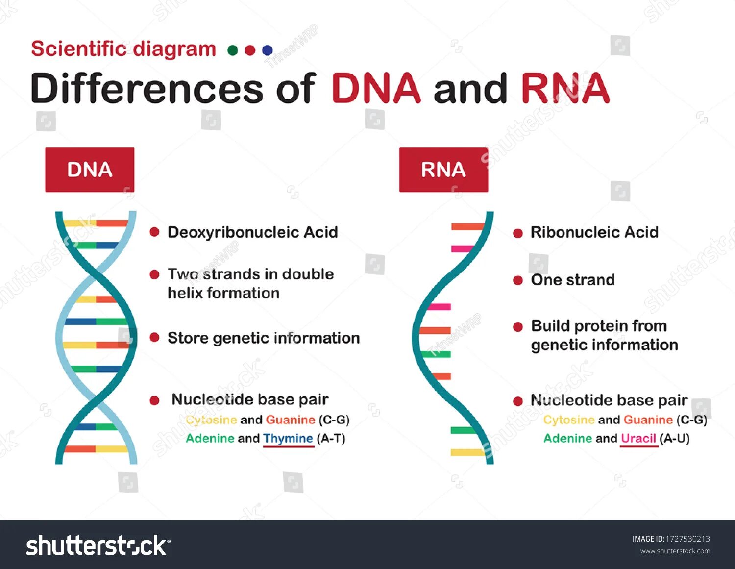 Show difference. DNA vs RNA. DNA and RNA differences. Difference between DNA and RNA. Similarities of DNA and RNA.