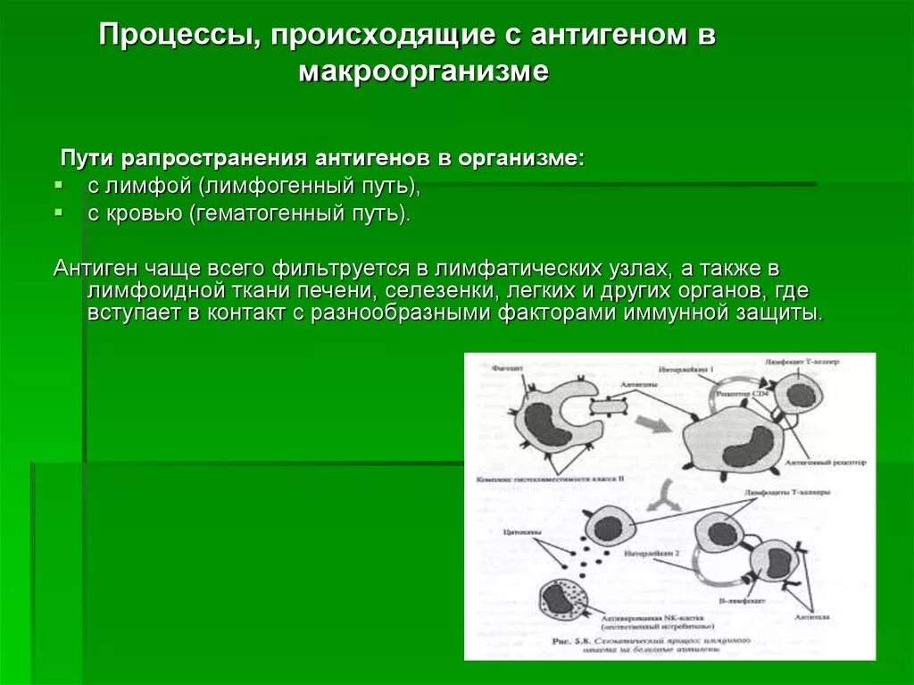 Процессы происходящие с антигеном в макроорганизме. Пути поступления антигенов в лимфатический узел. Пути поступления антигенов в организм. Пути попадания антигена в организм. Основные группы антигенов