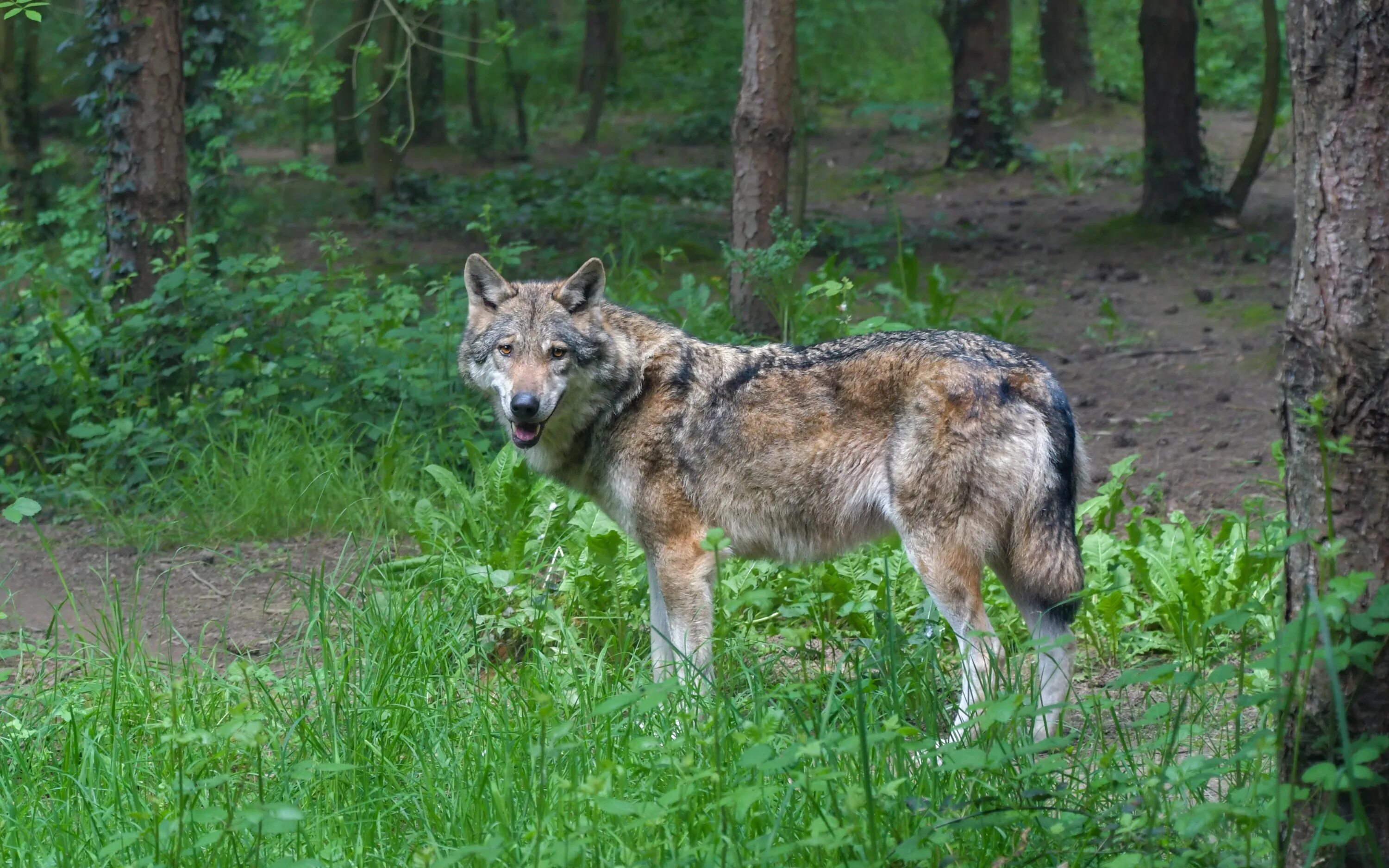 Какие животные обитают в тульской области. Хинганский заповедник волк. Волк в лесу. Карельский волк. Волки в Нижегородской области.