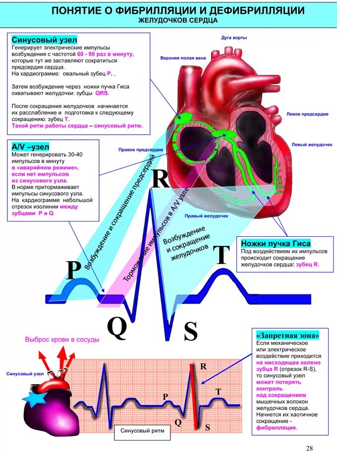 Строение сердца синусовый узел. Проводящая система сердца импульсы. Проводящая система сердца ЭКГ. Проводящая система сердца схема с ЭКГ.