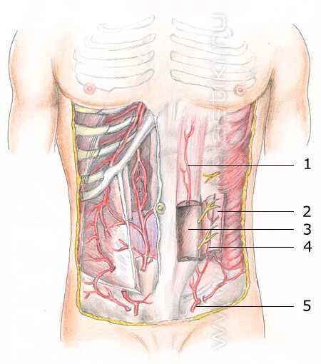 нервы передней брюшной стенки живота. топография живота топографическая анатомия. нервы передней брюшной стенки. передняя брюшная стенка иннервация. нервная система грудной клетки.