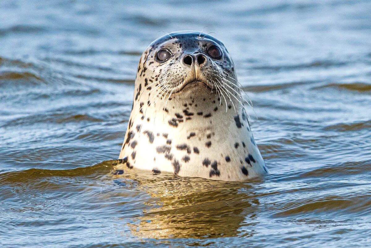 дальневосточная нерпа 5. дальневосточная нерпа 5. ларга пестрая нерпа. ларга дальневосточная нерпа. дальневосточный морской заповедник тюлени ларга.