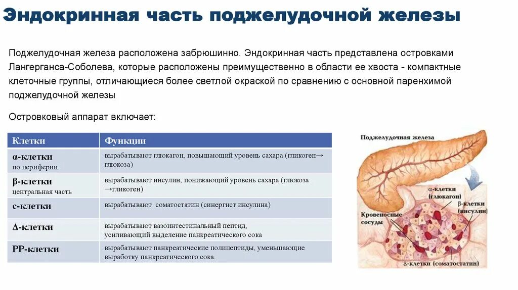 Эндокринная часть поджелудочной железы функции. Клетки функции поджелудочной железы таблица. Строение эндокринного аппарата поджелудочной железы. Инкреторная функция поджелудочной железы.