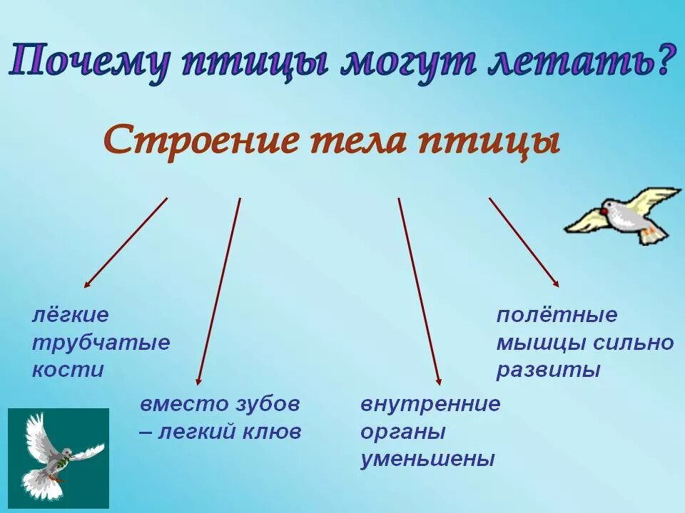 Зачем птицам. Почему птицы летают. Почему птицы могут летать. Зачем птицам летать. Что помогает птицам летать.