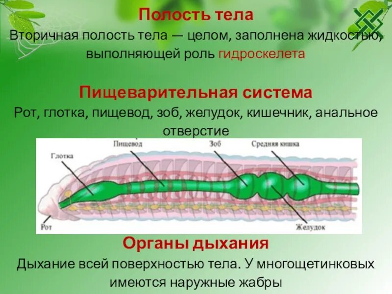 Слои кольчатых червей. Нервная система кольчатых червей 7 класс. Биология 7 класс типы кольчатых червей. Кольчатые черви пиявки строение. Кольчатые черви 7 класс биология.