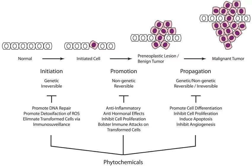 Онкотаргет. Carcinogenesis. Multistage carcinogenesis.. Multi-Step carcinogenesis.. Stages of carcinogenesis.