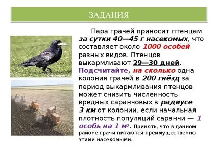 Приносит птенцам