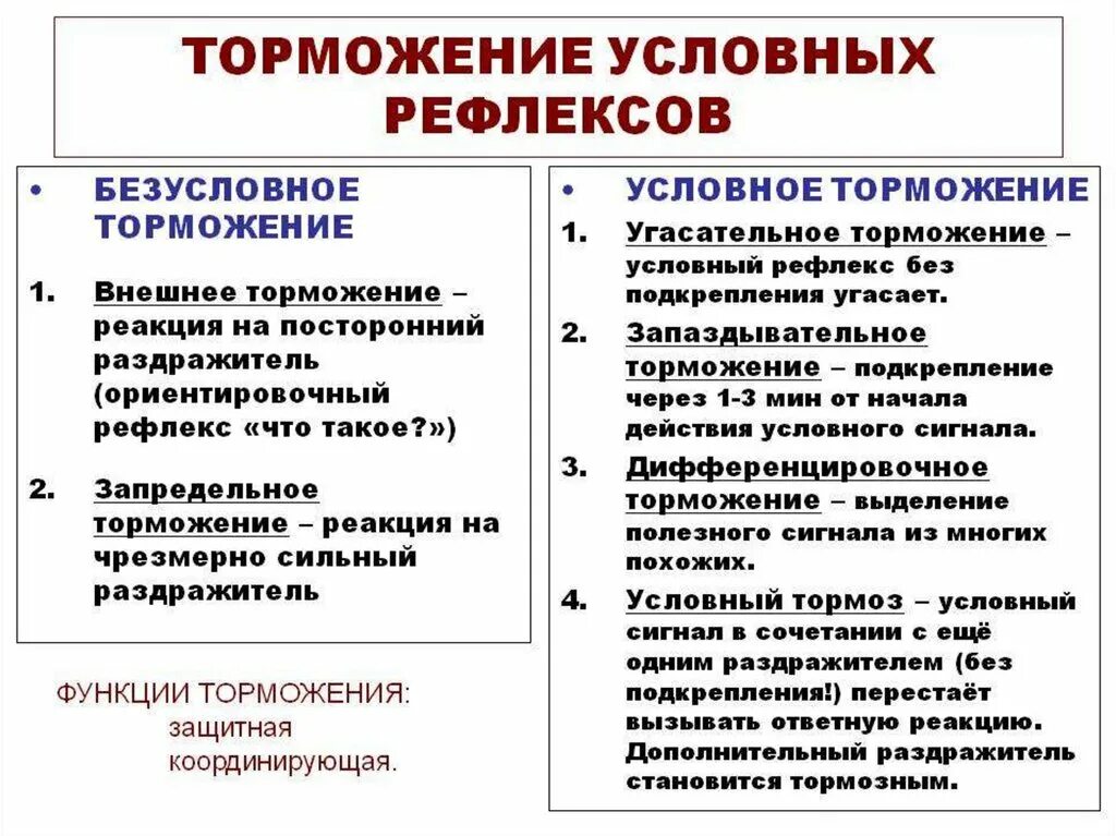 Пример торможения у человека